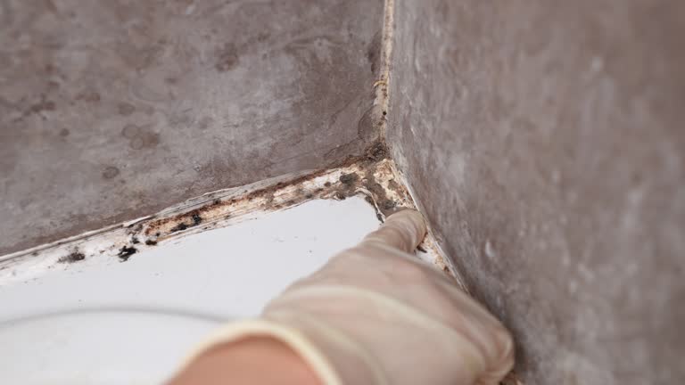 Best Emergency Mold Remediation  in Shpee Neck, MA